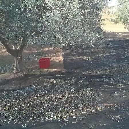 Casale Del Tiglio Bed & Breakfast Cerveteri Exterior photo