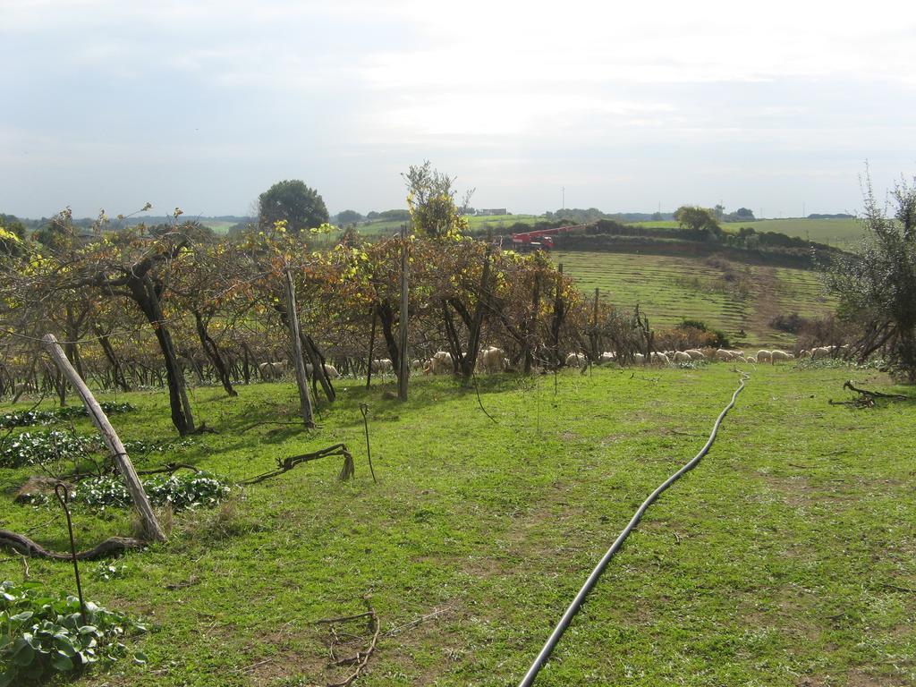 Casale Del Tiglio Bed & Breakfast Cerveteri Exterior photo