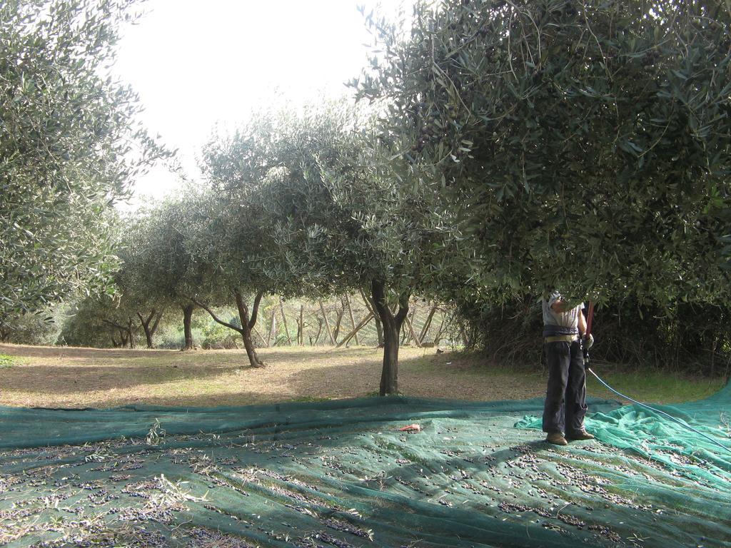 Casale Del Tiglio Bed & Breakfast Cerveteri Exterior photo
