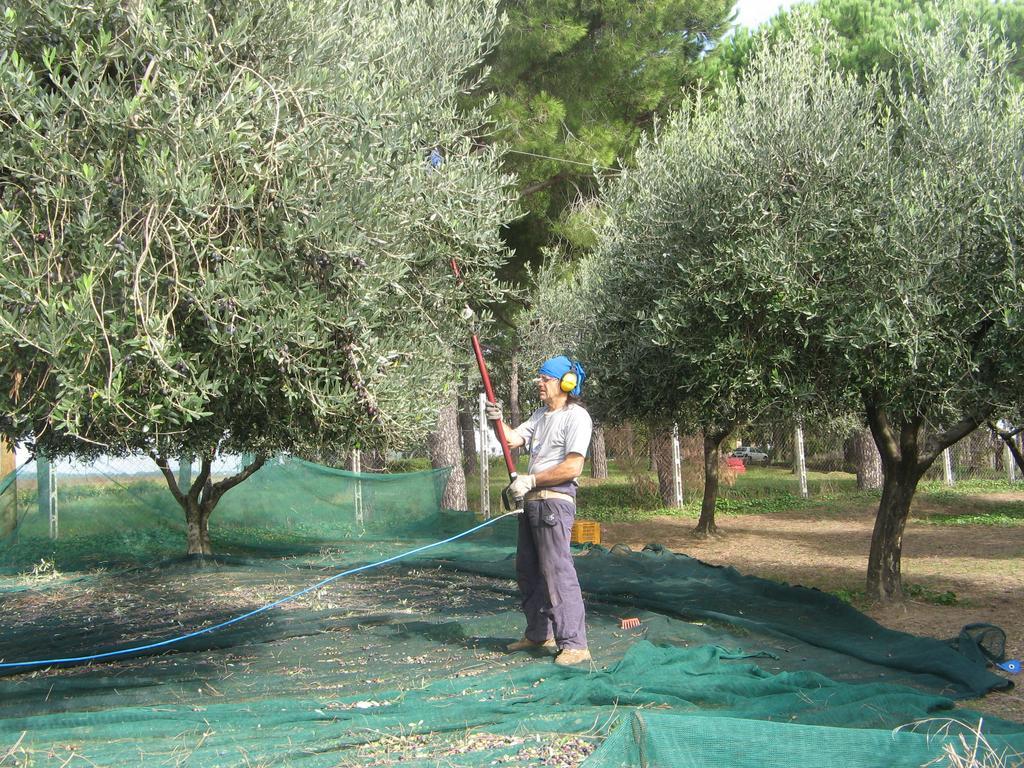 Casale Del Tiglio Bed & Breakfast Cerveteri Room photo